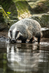 European badger (Meles meles) low angle photo of big male in rainy day, drinking from forest lake, reflecting itself in calm water surface. Autumn in czech highlands. Isolated badger drinking water.