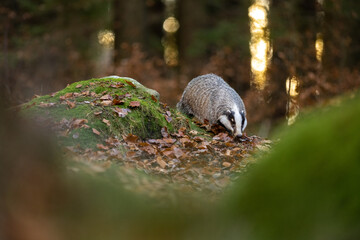 Wild Badger (Meles meles) animal leaning against a spruce tree. European badger, autumn struce forest with green moss. Mammal in environment, sunset evening. © Jaroslav