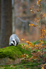 Wild Badger (Meles meles) animal leaning against a spruce tree. European badger, autumn struce forest with green moss. Mammal in environment, sunset evening. © Jaroslav