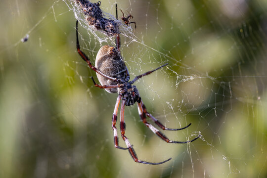 Female and male Golden Orb Spiders in web