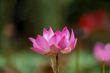 Obraz premium Lotus Flowers at the Hōkongō-in Temple in Kyoto-City, Japan. Pink Lotus Flower regarded as the supreme lotus and considered to be the true lotus of Buddha.