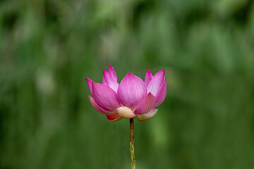 Obraz premium Lotus Flowers at the Hōkongō-in Temple in Kyoto-City, Japan. Pink Lotus Flower regarded as the supreme lotus and considered to be the true lotus of Buddha.