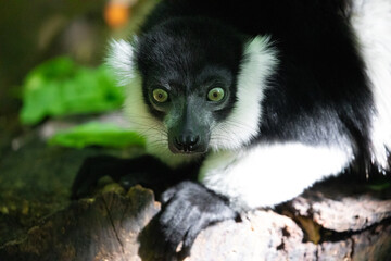 Black and white Ruffed Lemur closeup