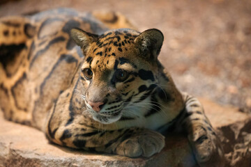clouded leopard (Neofelis nebulosa) wild cat