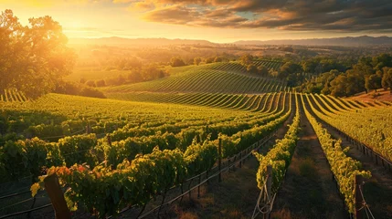 Fotobehang The setting sun casts a golden glow over row upon row of grapevines in a sprawling vineyard, symbolizing a rich harvest season. Resplendent. © Summit Art Creations