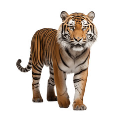 Amur wild tiger isolated image