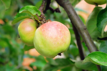 red and green apple hanging on a branch of an apple tree in the garden