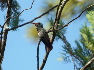 Colibrí sobre rama © Krist
