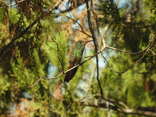Colibrí Observando desde Árbol Pino
