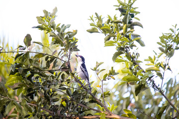 Choró-boi macho - Great Antshrike (Taraba major)