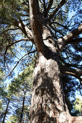 Fototapeta premium Centennial Pino Gordo del Toril in Sierra de Cazorla y Segura