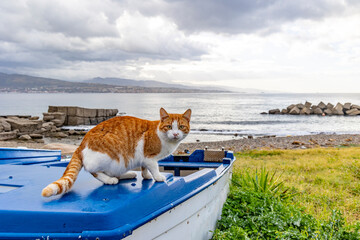 Cat on the fishing boat on the beach of the Strait of Messina between the towns of Ganzirri and Capo Peloro in the municipality of Messina. Area affected by the construction of the Bridge. - 734278752