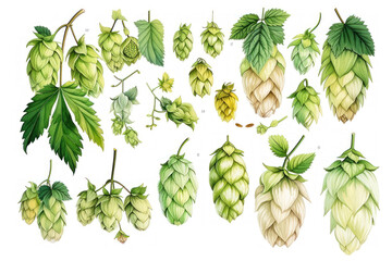 detailed illustration of various types of hops.