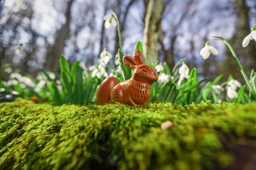 Obraz premium Easter chocolate bunny or rabbits with spring flower in forest