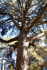 Fototapeta premium Centennial Pino Gordo del Toril in Sierra de Cazorla y Segura