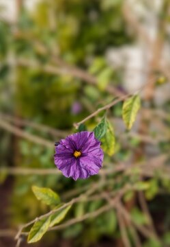closeup of purple blue potato bush flower in the garden