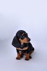 filhote fofo de Dachshund, foto em estúdio fundo neutro, amor canino, pedigree, raça pura 