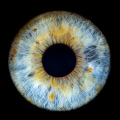 Macro photo of human eye on black background. Close-up of female blue-green colored eye with yellow...