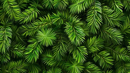 Beautiful green fir tree branches close up. Christmas and winter concept, close up of Christmas trees branches green texture background