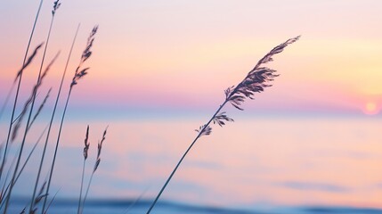 Close up of a grass stem near a calm sea at sunset with a beautiful watercolor background in soft hues, panorama landscape pink romantic graceful backgrounds banner, copy space