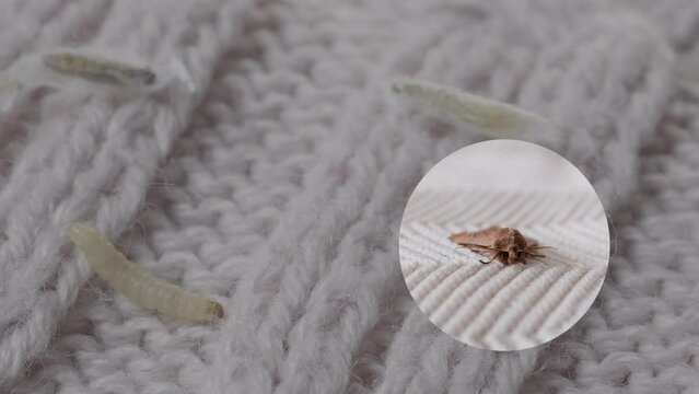clothes moth caterpillar, larva, crawls on woolen jacket, eats wool, brown insect, Clothes moth, selective focus, Prevention and methods for combating pests, destruction, damage to clothes in house