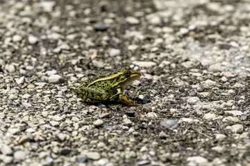 Leopard frog ( Lithobates sphenocephalus )