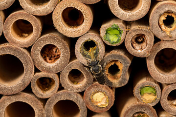 Western Leafcutter Bee flying on bee house. Insect and nature conservation, habitat preservation,...
