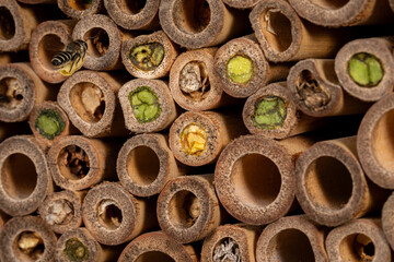 Western Leafcutter Bee flying on bee house. Insect and nature conservation, habitat preservation,...