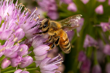 Honey bee on nodding onion flower. Insect and nature conservation, habitat preservation, and backyard flower garden concept