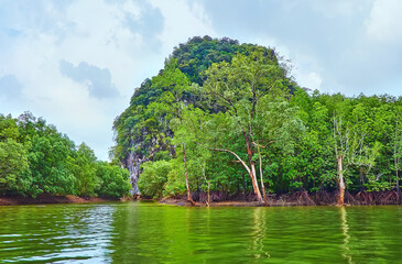 Deep mangroves of Ao Phang Nga National Park, Thailand