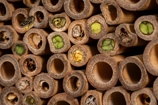 Western Leafcutter Bee flying on bee house. Insect and nature conservation, habitat preservation, and backyard flower garden concept