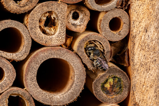 Western Leafcutter Bee flying on bee house. Insect and nature conservation, habitat preservation, and backyard flower garden concept