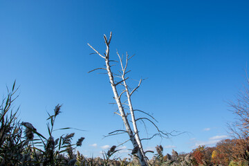 Tree in the sky no leaves