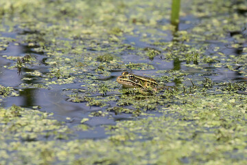 Leopard frog (Lithobates pipiens) on the marsh