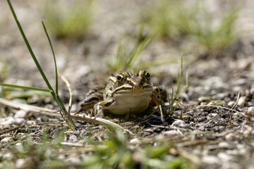 The northern leopard frog (Lithobates pipiensis) native North American animal. It is the state amphibian of Minnesota and Vermont.