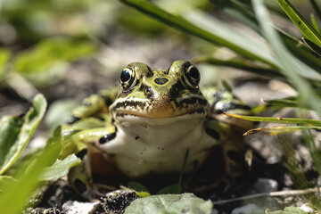 The northern leopard frog (Lithobates pipiensis) native North American animal. It is the state amphibian of Minnesota and Vermont.