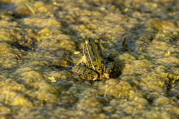 The northern leopard frog (Lithobates pipiensis) native North American animal. It is the state amphibian of Minnesota and Vermont.