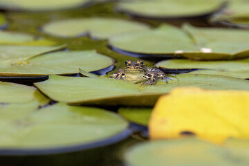 The northern leopard frog (Lithobates pipiensis) native North American animal