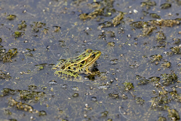 The northern leopard frog (Lithobates pipiensis) native North American animal. It is the state amphibian of Minnesota and Vermont.