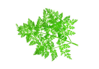 Fresh green leafs chervil isolated on white background. Anthriscus cerefolium.