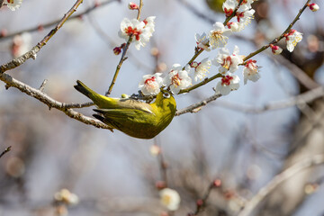 梅の花の蜜を吸うメジロ