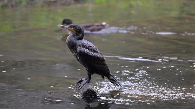 Un grand cormoran qui regarde,  pos&eacute; sur un rocher dans une rivi&egrave;re avec des canards qui passent en arri&egrave;re plan. 