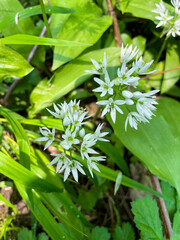 Bärlauch Pflanzen mit weißen sternförmigen Blüten