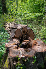 Umgestürzter Baum mit Austrieben und Lianen umwunden im Wald