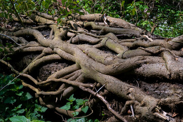 Umgestürzter Baum mit Austrieben und Lianen umwunden im Wald