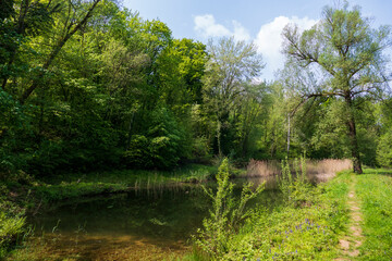 Froschteich im Waldgebiet Jagdhäuser Wald in Baden-Baden