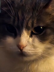 close up of cat