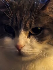 close up of cat