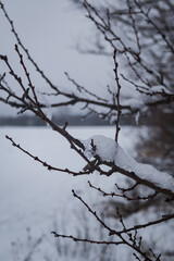 Fototapeta na wymiar Kyiv, Ukraine - February 10, 2024, gloomy and gray weather. it is snowing a little. a white, clean field covered with snow. trees and branches are also covered with snow. 