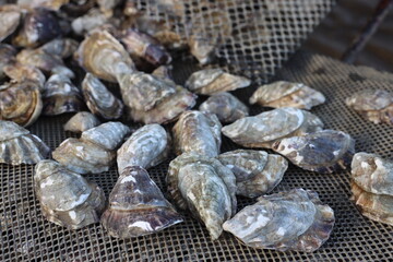 Aquaculture Oysters